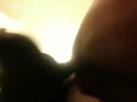 dog makes his dom Squirt